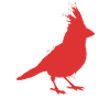 Bird Northern Cardinal