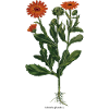 Calendula