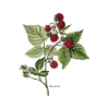 Raspberry