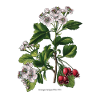 Hawthorn