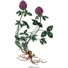 Red clover