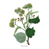 Large leaved lime