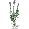 Lavendel