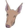 Podenco Canario