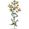 St. John's wort