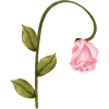 Pink Rose