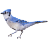 Bird ~ the Blue Jay