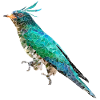Vogel ~ der Smaragdkuckuck