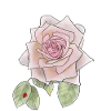 Rose and Ladybird