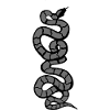 Snake Python grey