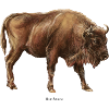 Wisent