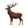Cerf