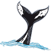 Rorqual commun