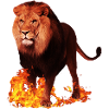 Animal sauvage lion en feu