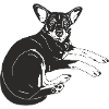 Zwergpinscher