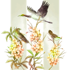 Fleurs asiatiques Oiseaux Aquarelle