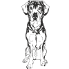 Schäferhund Mix