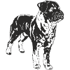 Mischlingshund