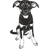 Malinois Mix