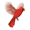 Oiseau volant Cardinal Rouge