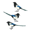 Funny Birds Magpie