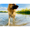 Altdeutscher Schäferhund