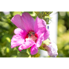 Flower with bumblebee