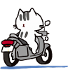 Un chat à moto