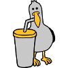 Seagull drinks cola drink