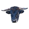 Bull