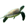 Tortue