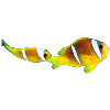 Nemo fishes