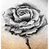 Rose Gris