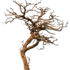 Old tree