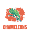 Chameleon Cadeau Caméléon
