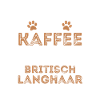 Café british Longhair Cat