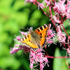 Papillons