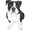 American Bully XL