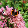 Papillons