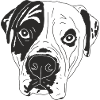 Boxer Weimaraner Mix