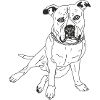 American Pocket Bully