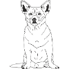 Chihuahua Mix