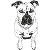 Rhodesian Ridgeback Mix