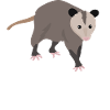 Opposum lovers - Rien n’est impossumble