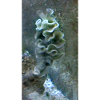 Sea Snail