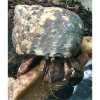 Hermit crab