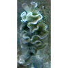 Sea Snail
