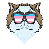 Chat persan transsexuel transgenre
