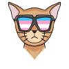Transgender Transsexual Abyssinian Cat Cat