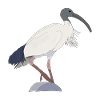 Ibis Bin Bird